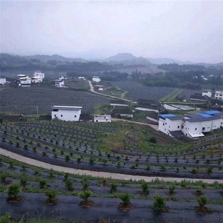 防草布铺设案例