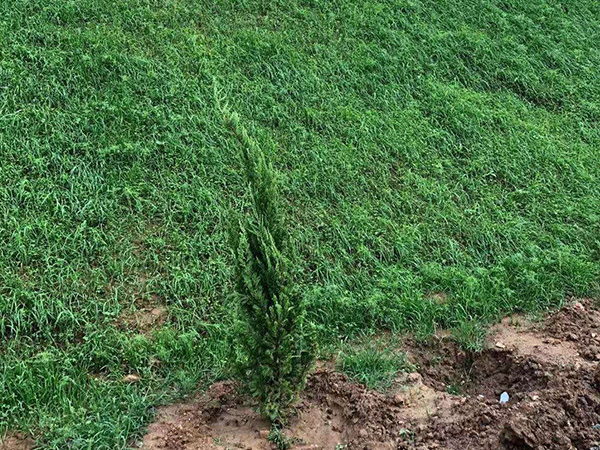 生态袋每平米造价