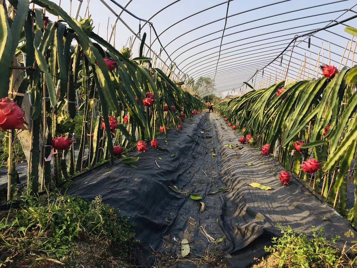 防草布/除草布/生产防草布的厂家