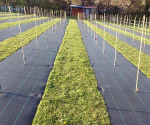 防草布多少钱一平米