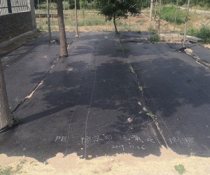 果园防草多少钱一米