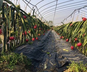 防草布/除草布/生产防草布